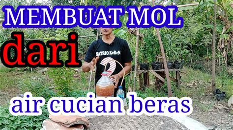 Cara Mudah Membuat Mol Cucian Beras yang Efektif